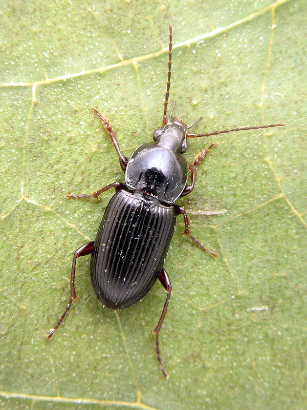 Carabidae: Pterostichus ?  S, Pt. (Argutor) vernalis e... Pt. (Argutor) vernalis